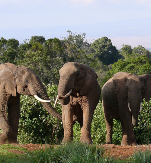 Aberdare National Park Game Drive