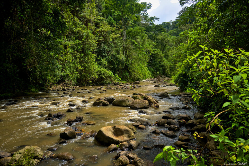 Kimakia Forest Hike