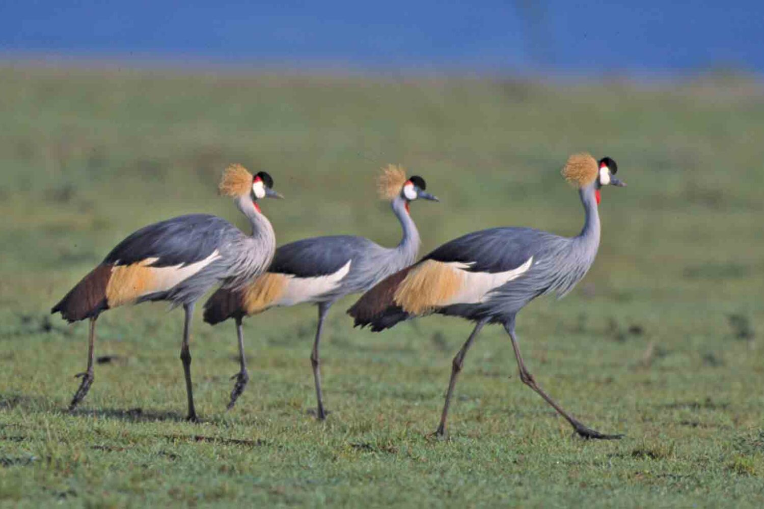 Nairobi National Park