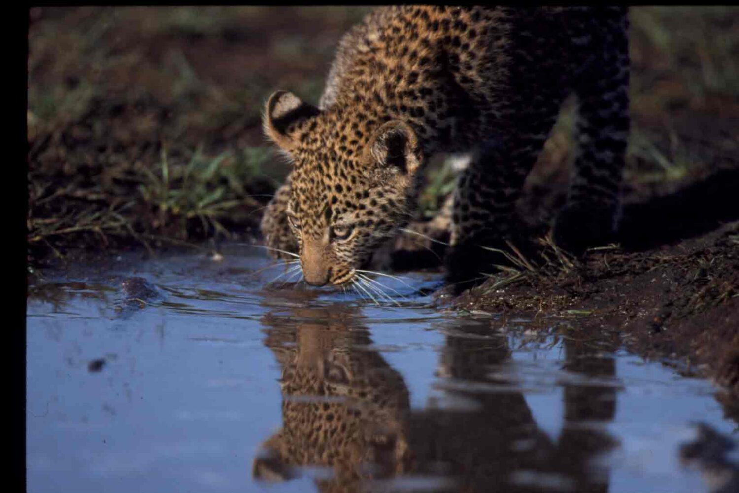 Nairobi National Park