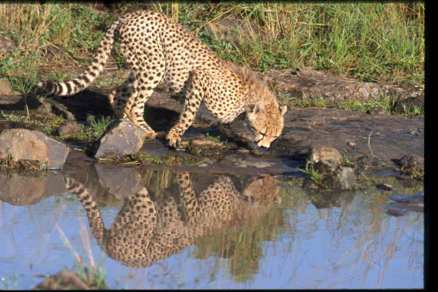 Nairobi National Park