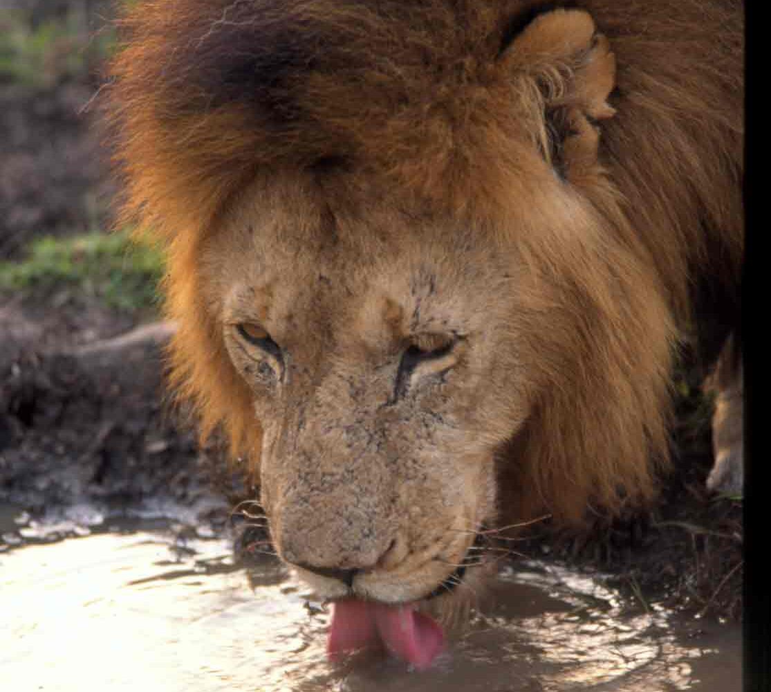 Nairobi National Park