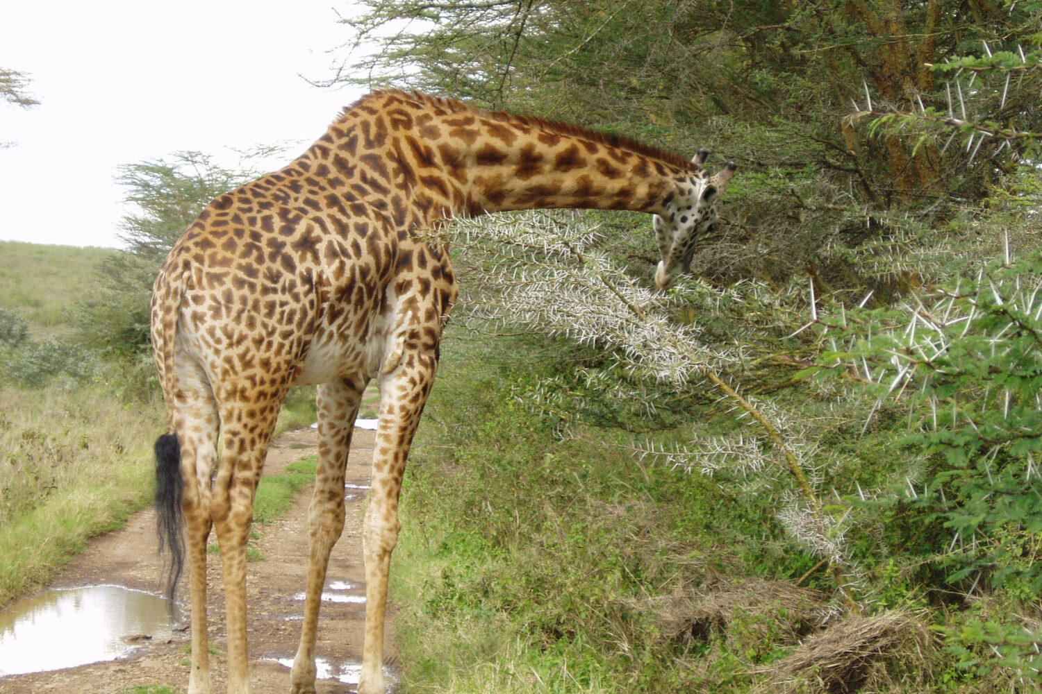 Nairobi National Park