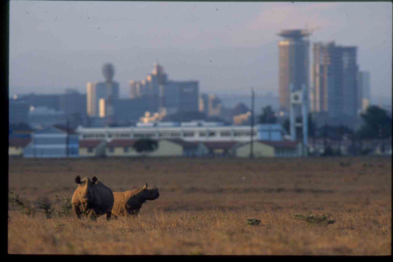 Nairobi National Park