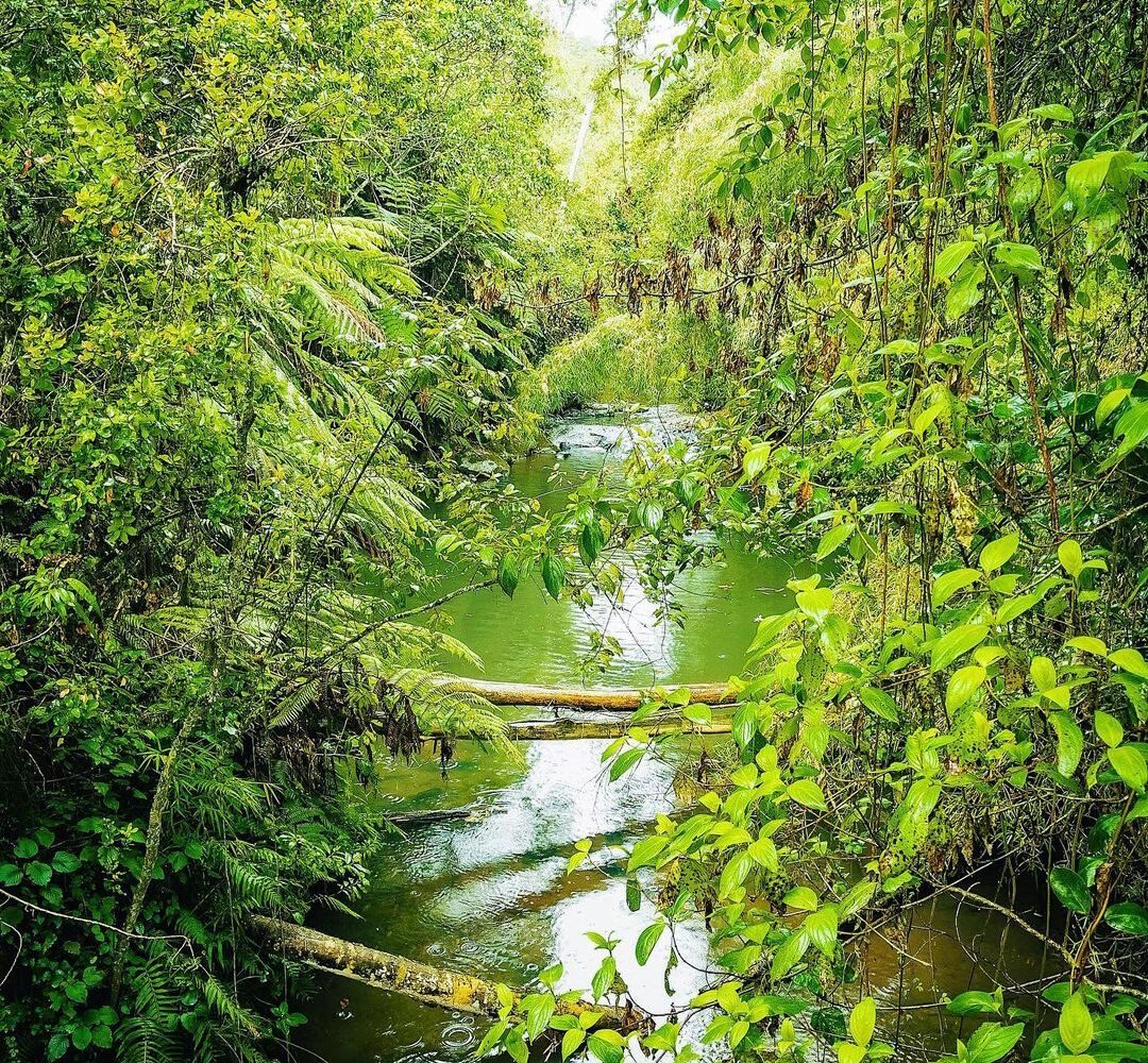 Ragia Forest Waterfalls Hike Aberdare