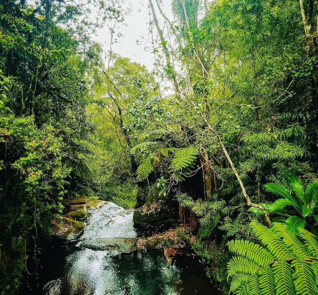 Ragia Forest Waterfalls Hike Aberdare