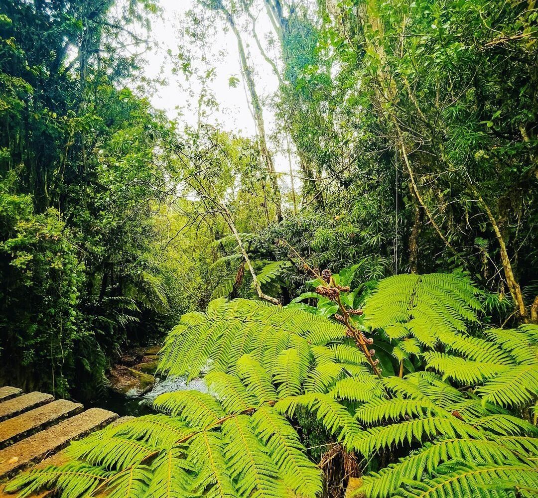 Ragia Forest Waterfalls Hike Aberdare