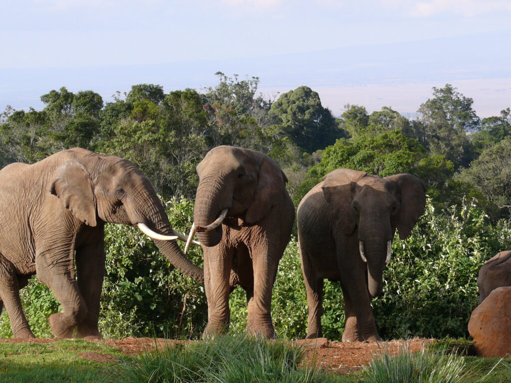 Aberdare National Park Game Drive