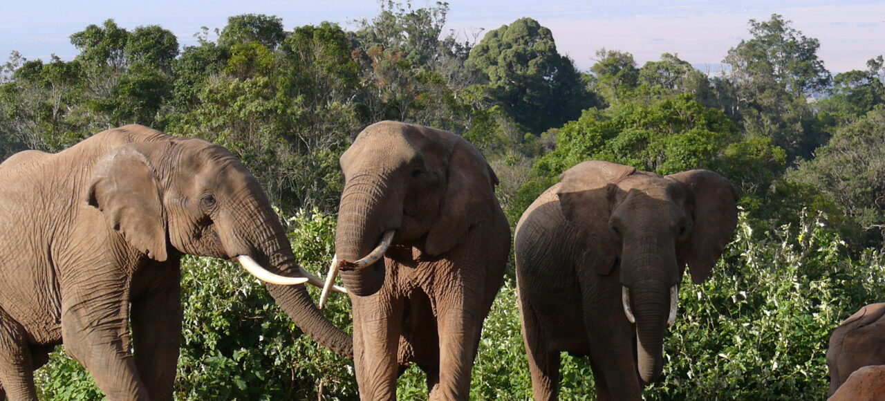 Aberdare National Park Game Drive