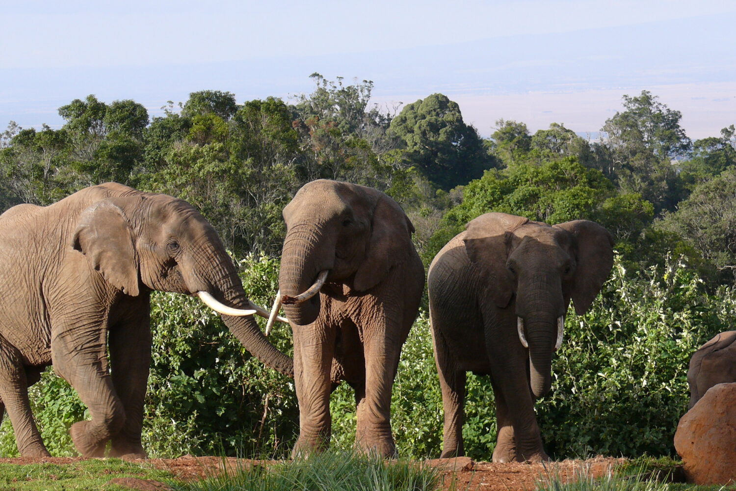 Aberdare National Park Game Drive