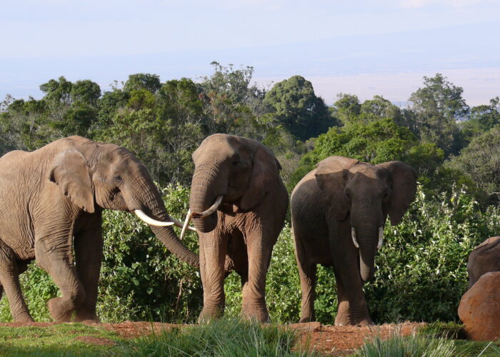 Aberdare National Park Game Drive