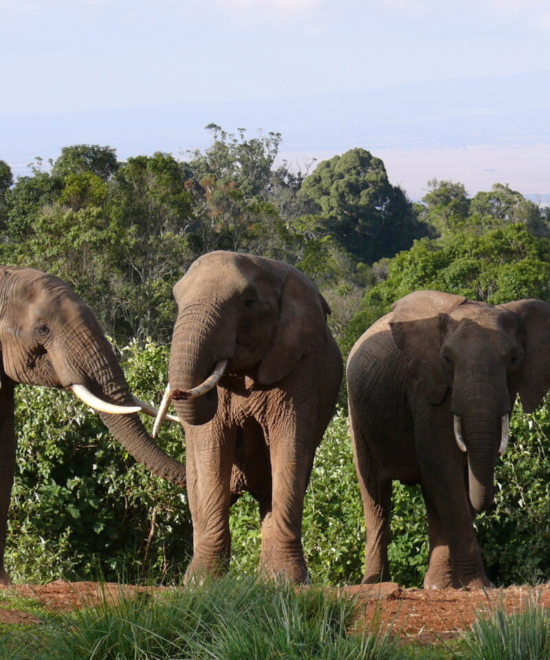 Aberdare National Park Game Drive